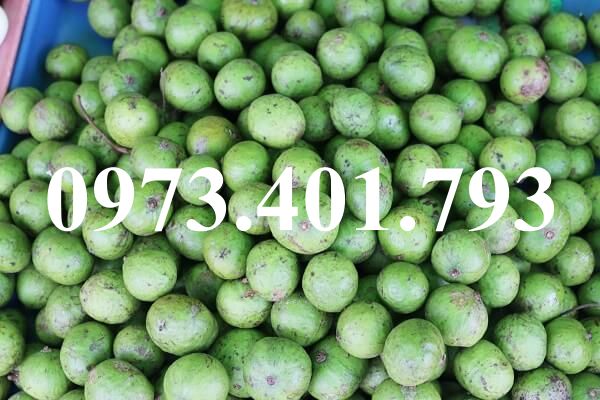 CÂY GIỐNG SẤU
